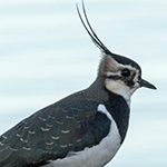 Lapwing