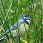 Blue Tit