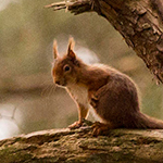 Red Squirrel