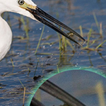 Little Egret