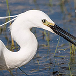 Little Egret