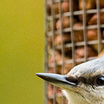 Nuthatch